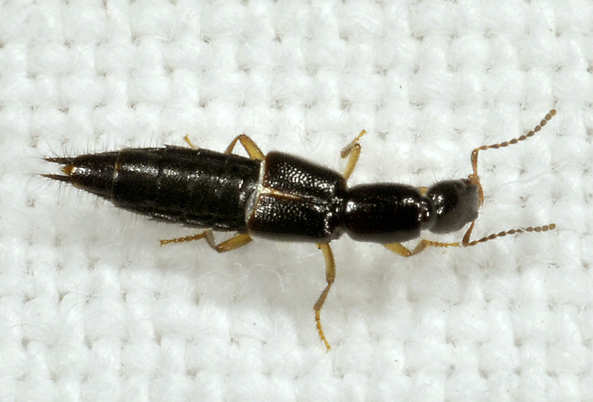 Staphylinidae: Ochthephilum fracticorne